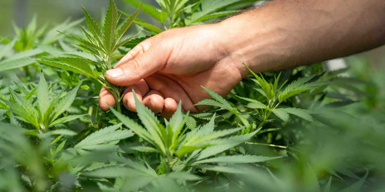 Ukraine’s Landmark Decision Today Legalizes Medical Cannabis