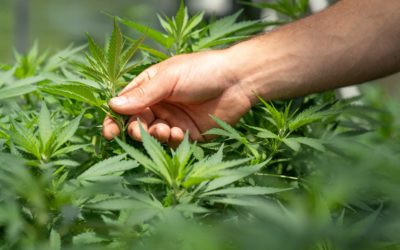Ukraine’s Landmark Decision Today Legalizes Medical Cannabis