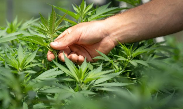 Ukraine’s Landmark Decision Today Legalizes Medical Cannabis