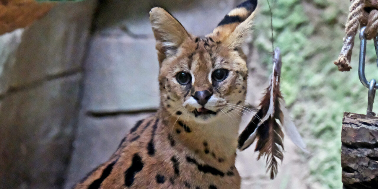 Servals, which were taken out of the shelling in the Donetsk region last year, underwent treatment, rehabilitation and socialization at KyivZoo