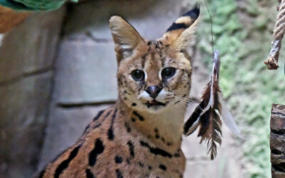 Servals, which were taken out of the shelling in the Donetsk region last year, underwent treatment, rehabilitation and socialization at KyivZoo