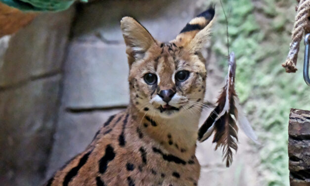 Servals, which were taken out of the shelling in the Donetsk region last year, underwent treatment, rehabilitation and socialization at KyivZoo
